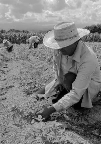 Homem plantando